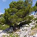 Un arbre accroché à son rocher