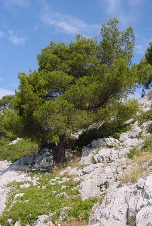 Un arbre accroché à son rocher