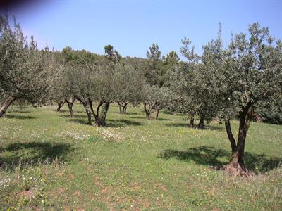 Un champ d'oliviers